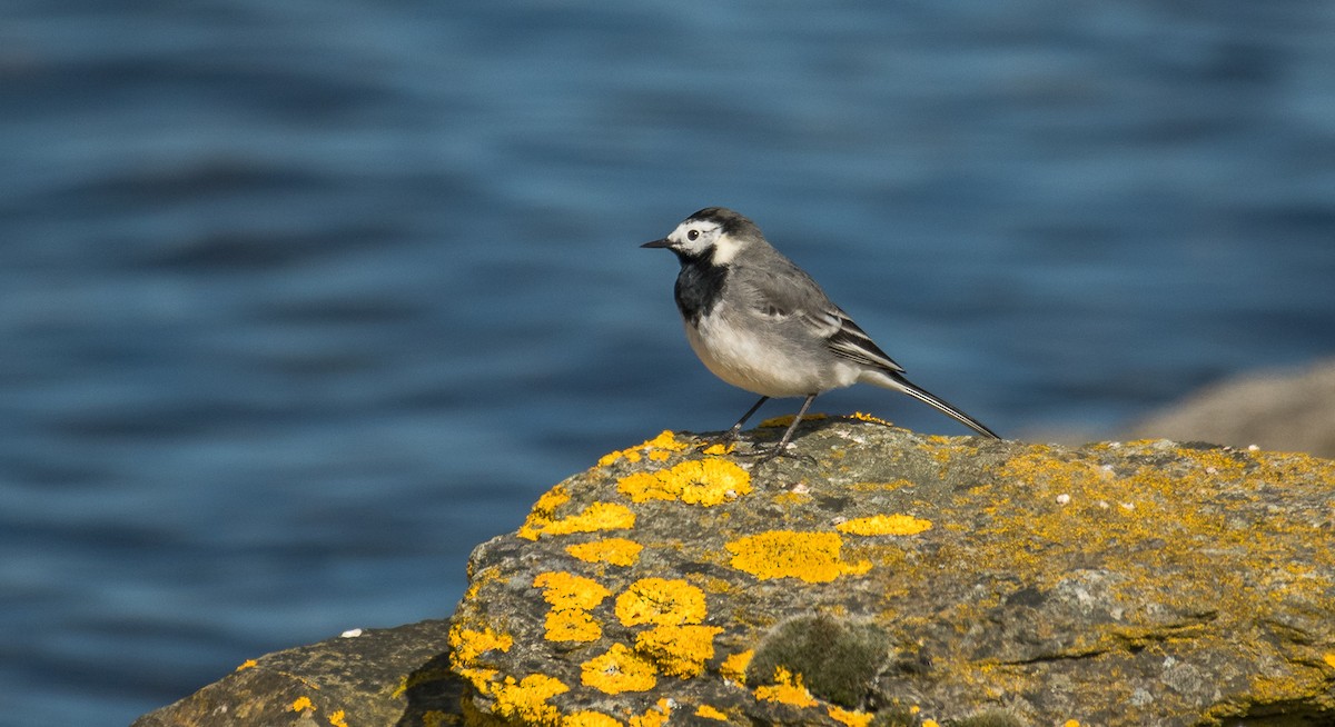 White Wagtail (White-faced) - ML619451746
