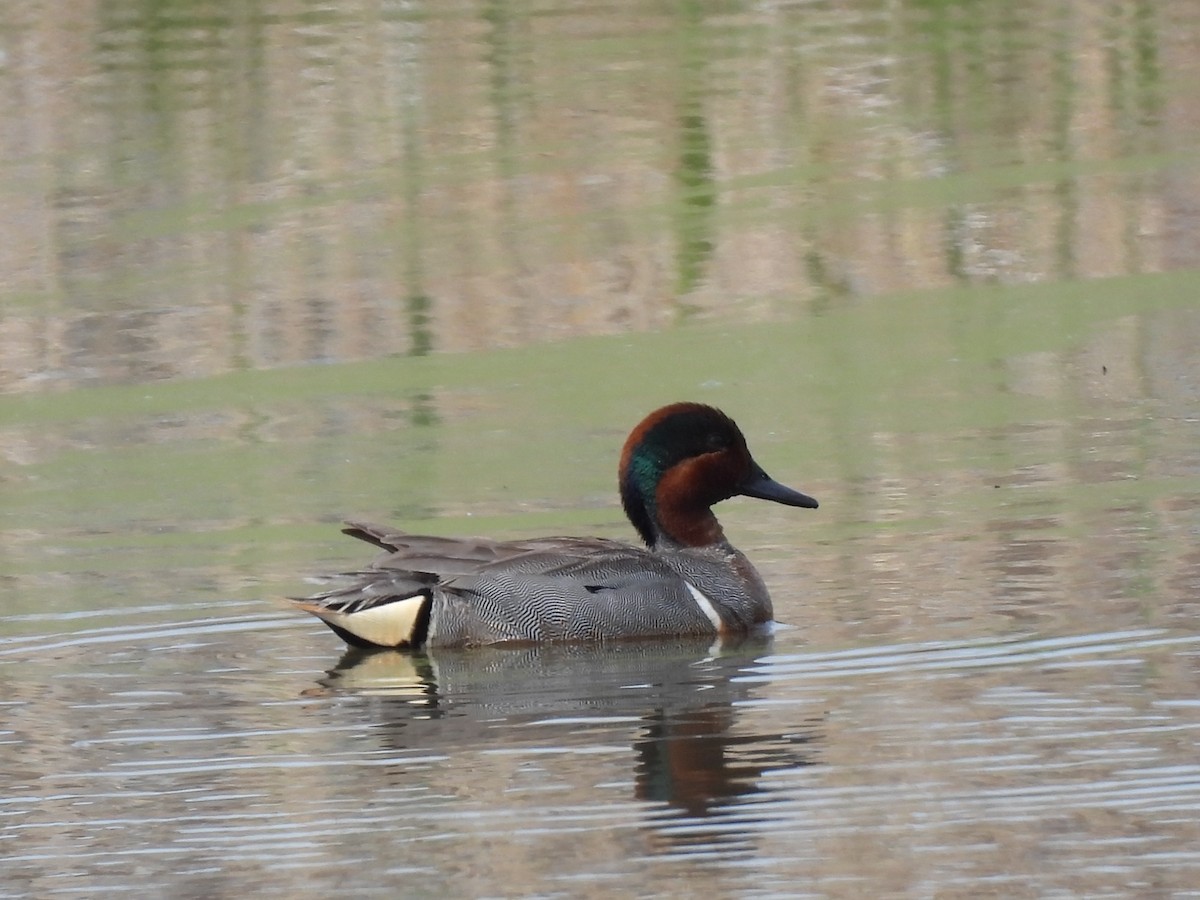 Green-winged Teal - ML619451747