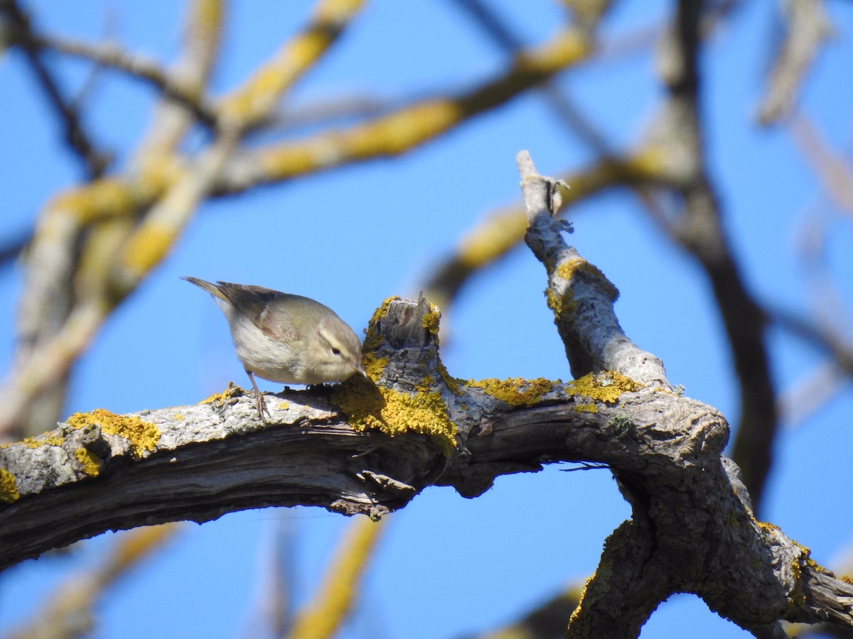 Hume's Warbler - ML619451749