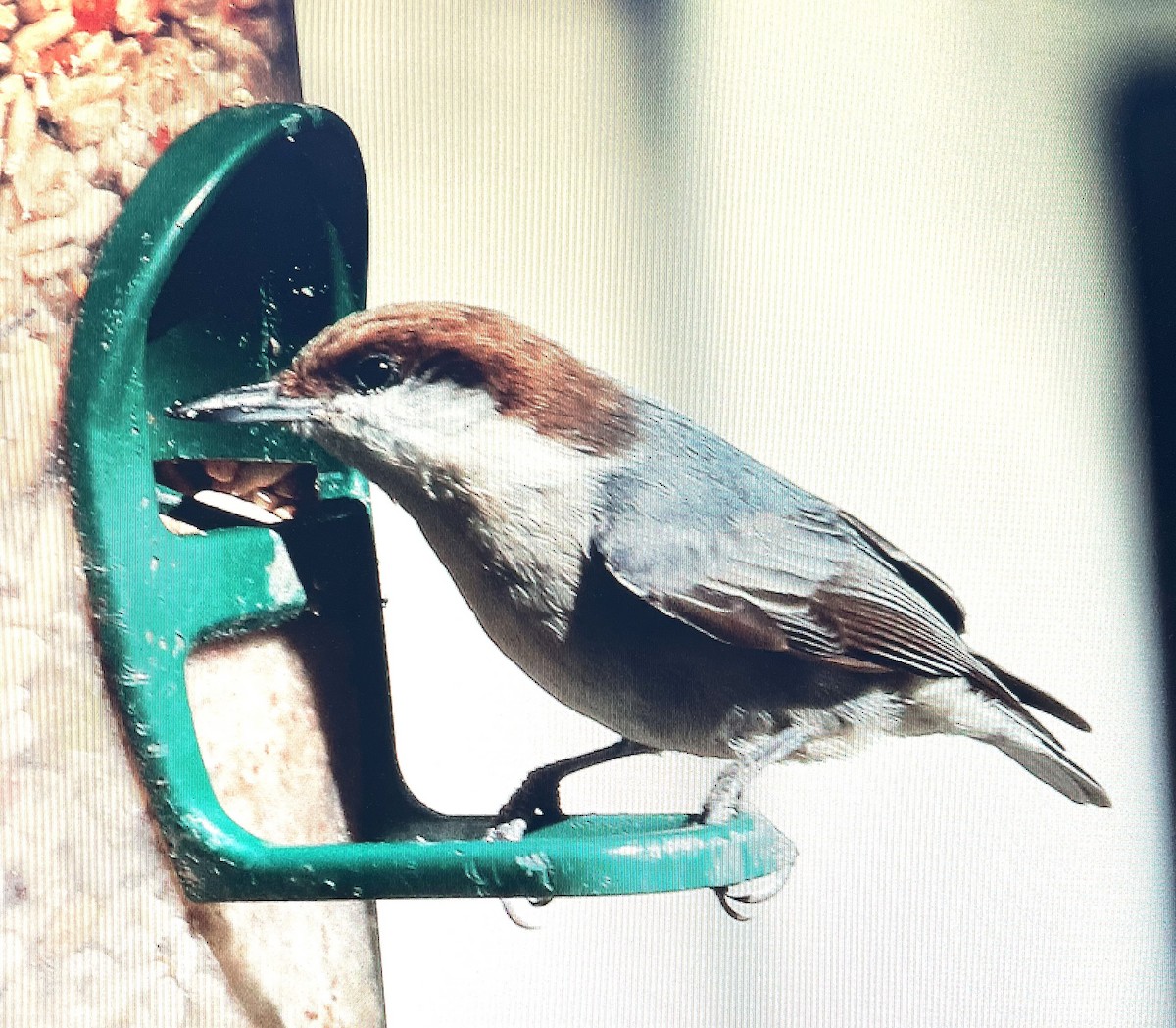 Brown-headed Nuthatch - ML619451772