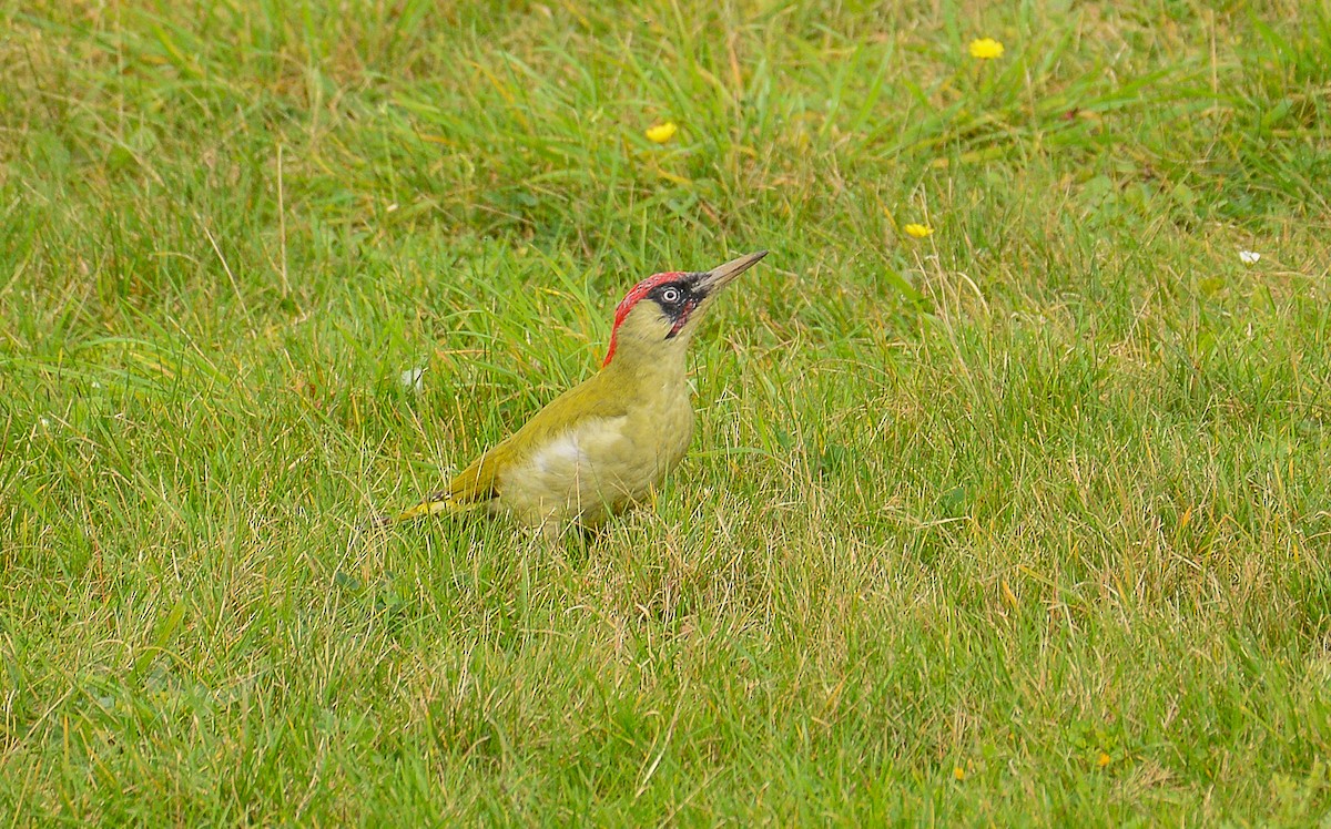 Eurasian Green Woodpecker - ML619451809
