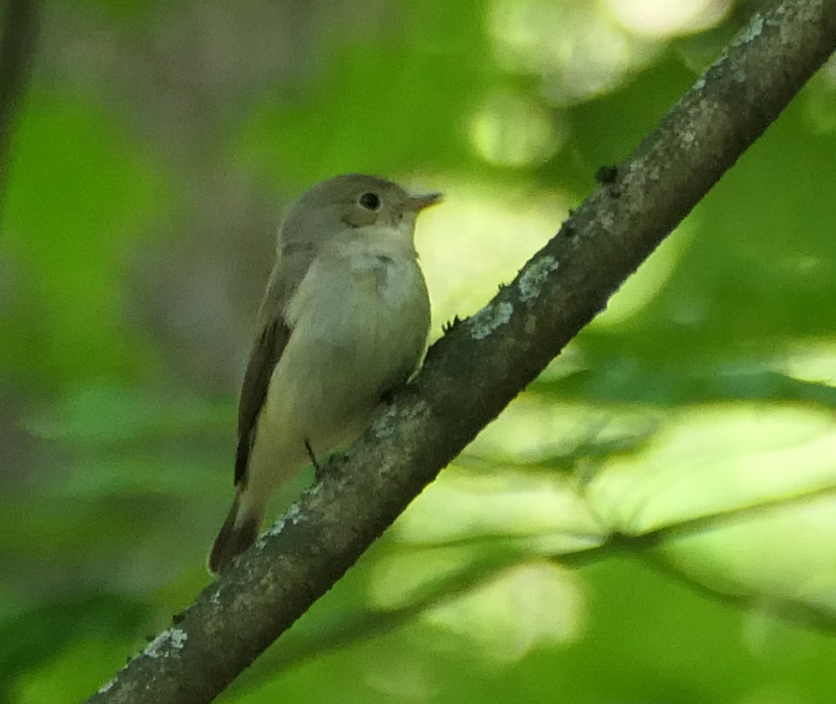 Red-breasted Flycatcher - ML619451823