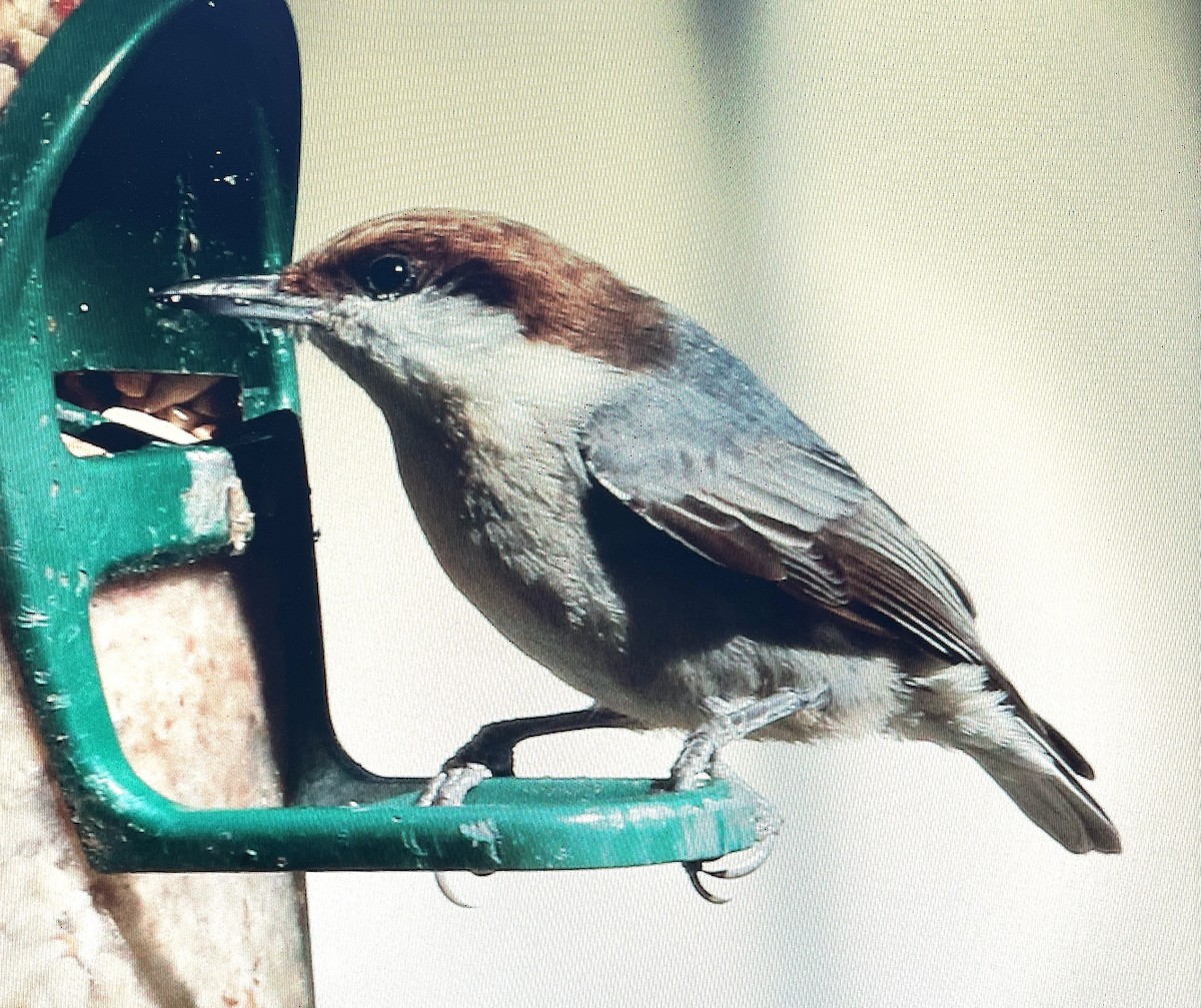 Brown-headed Nuthatch - ML619451830
