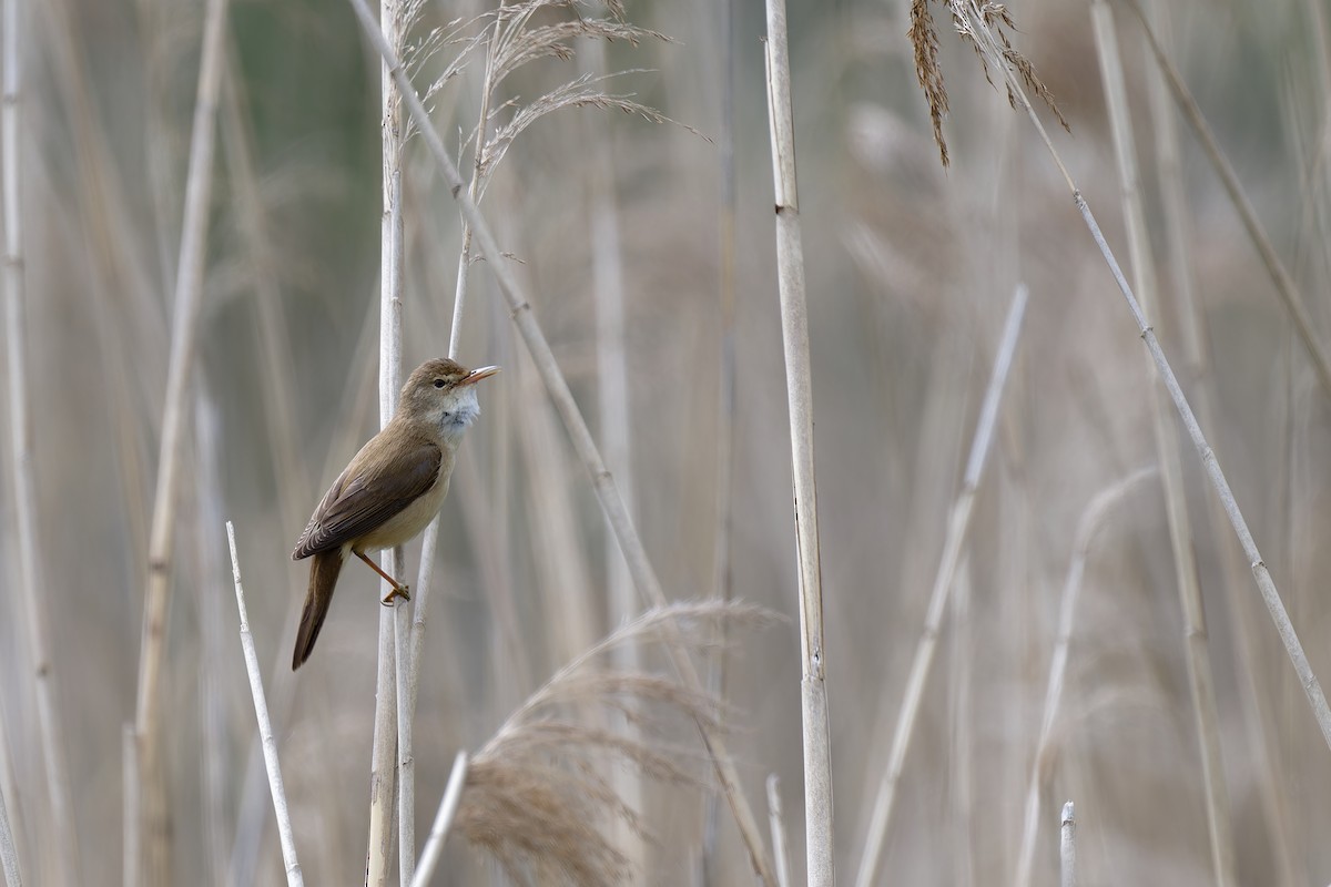 Common Reed Warbler - ML619451847