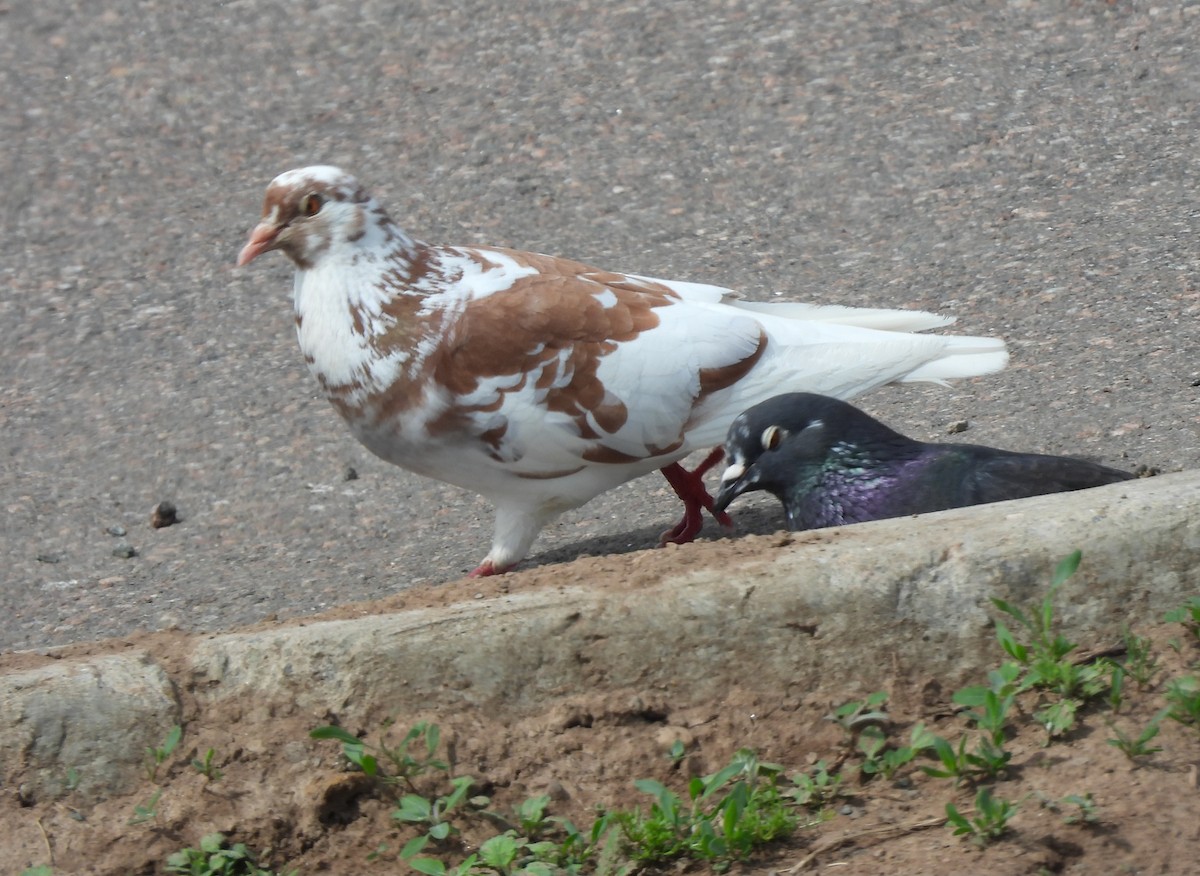 Сизый голубь (Одомашненного типа) - ML619451848