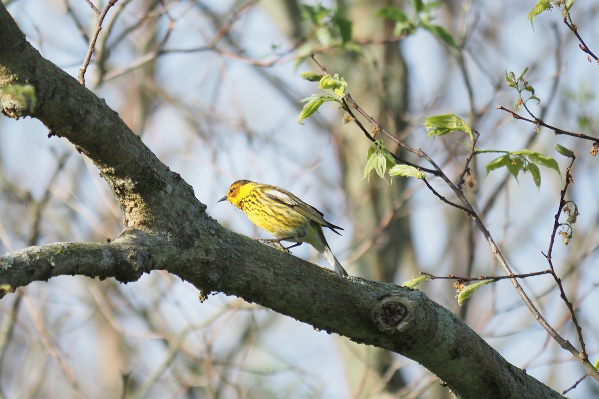 Cape May Warbler - ML619451956