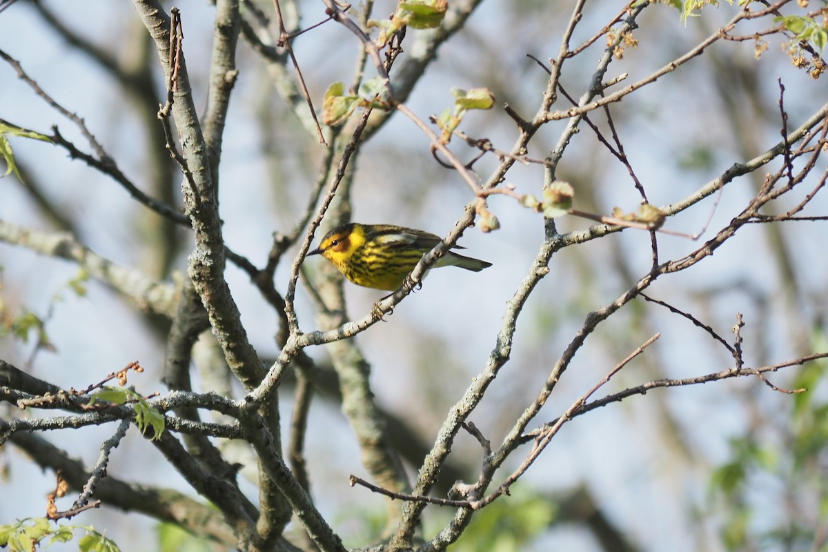 Cape May Warbler - ML619451958