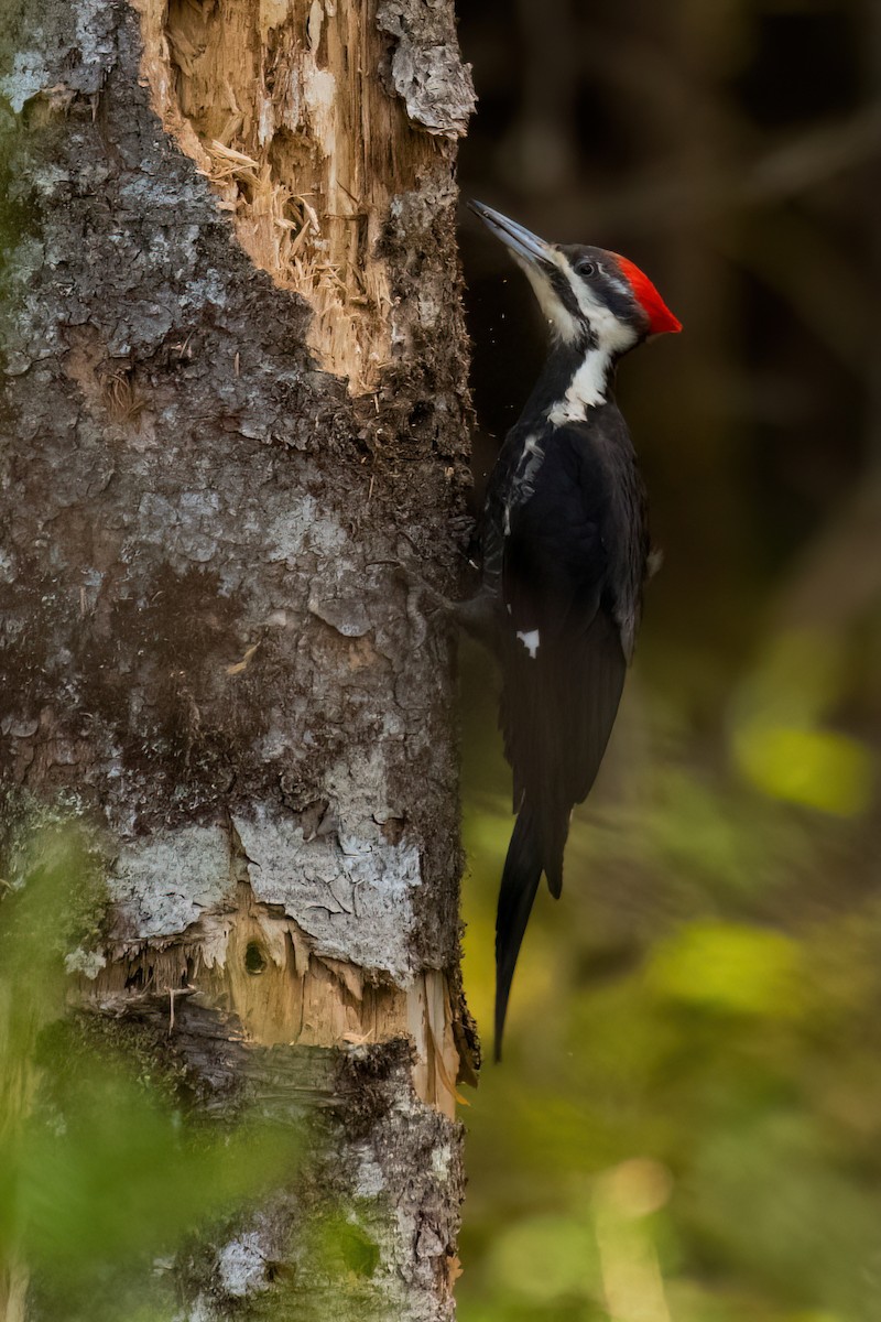 Pileated Woodpecker - ML619452021
