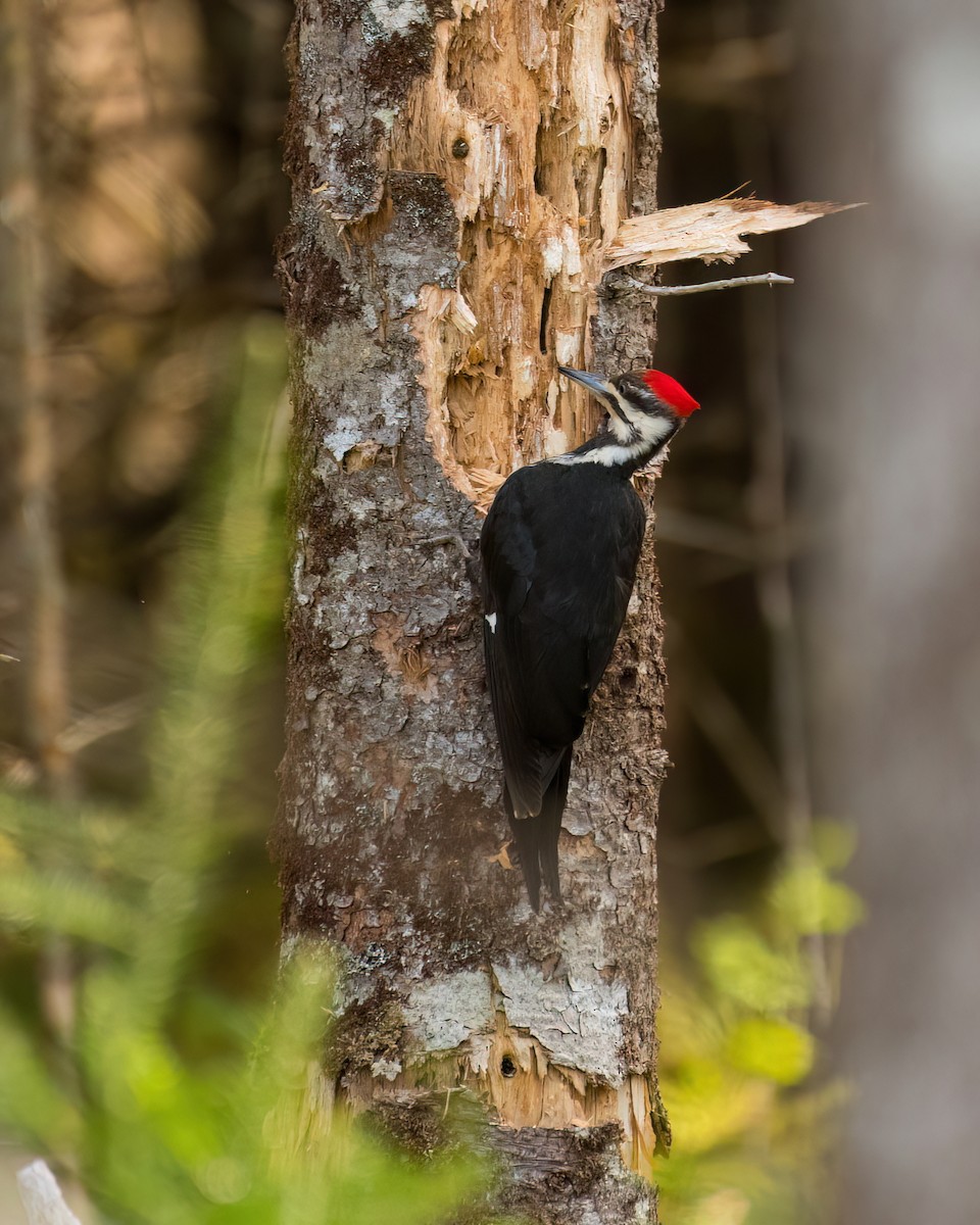 Pileated Woodpecker - ML619452022