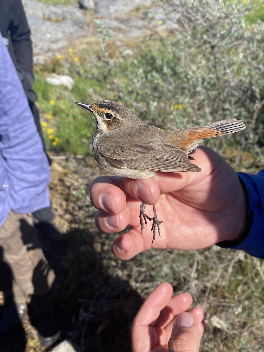 Bluethroat (Red-spotted) - ML619452095