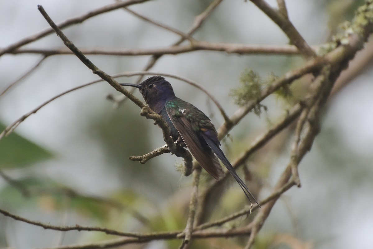 Swallow-tailed Hummingbird - ML619452109