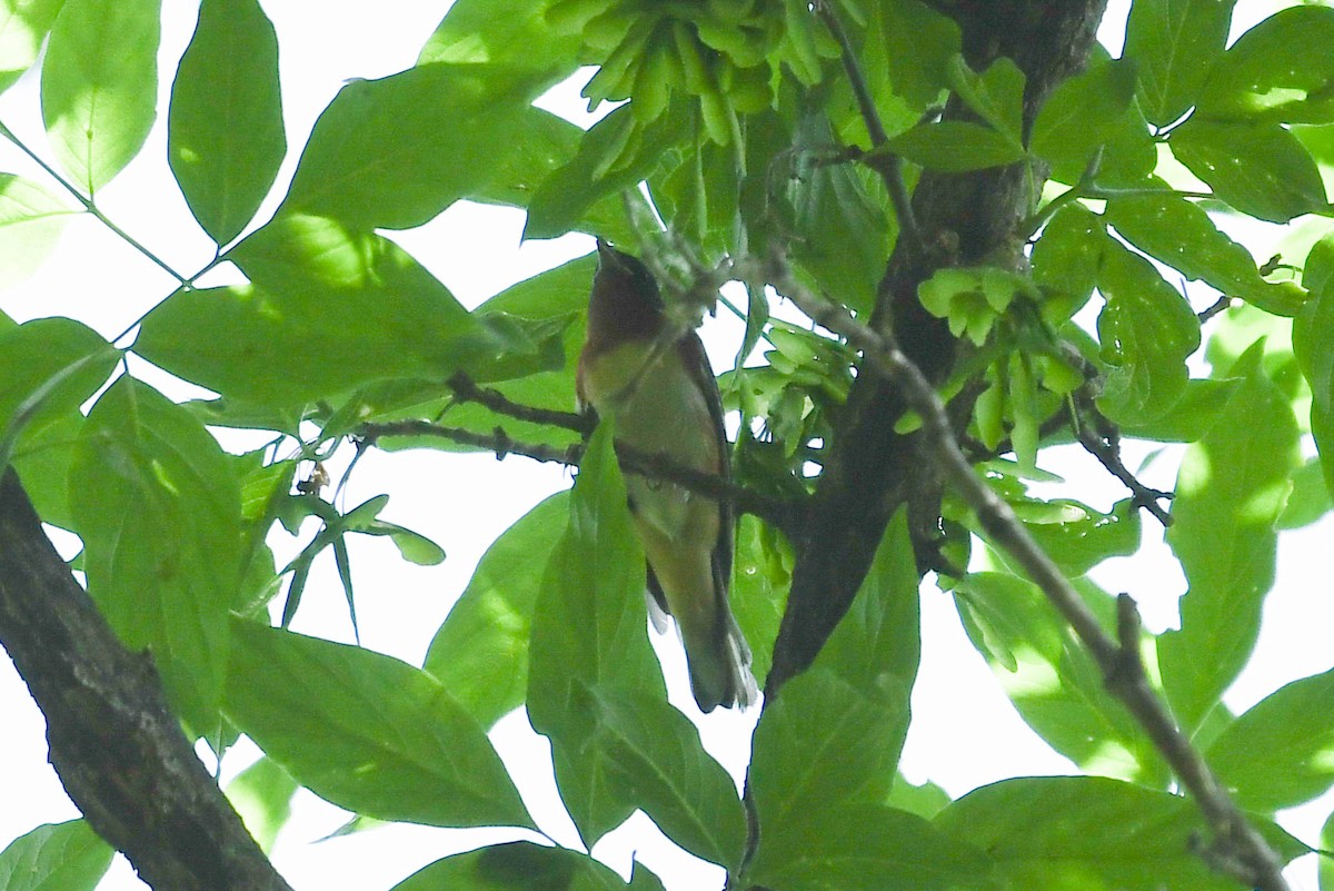Bay-breasted Warbler - ML619452118
