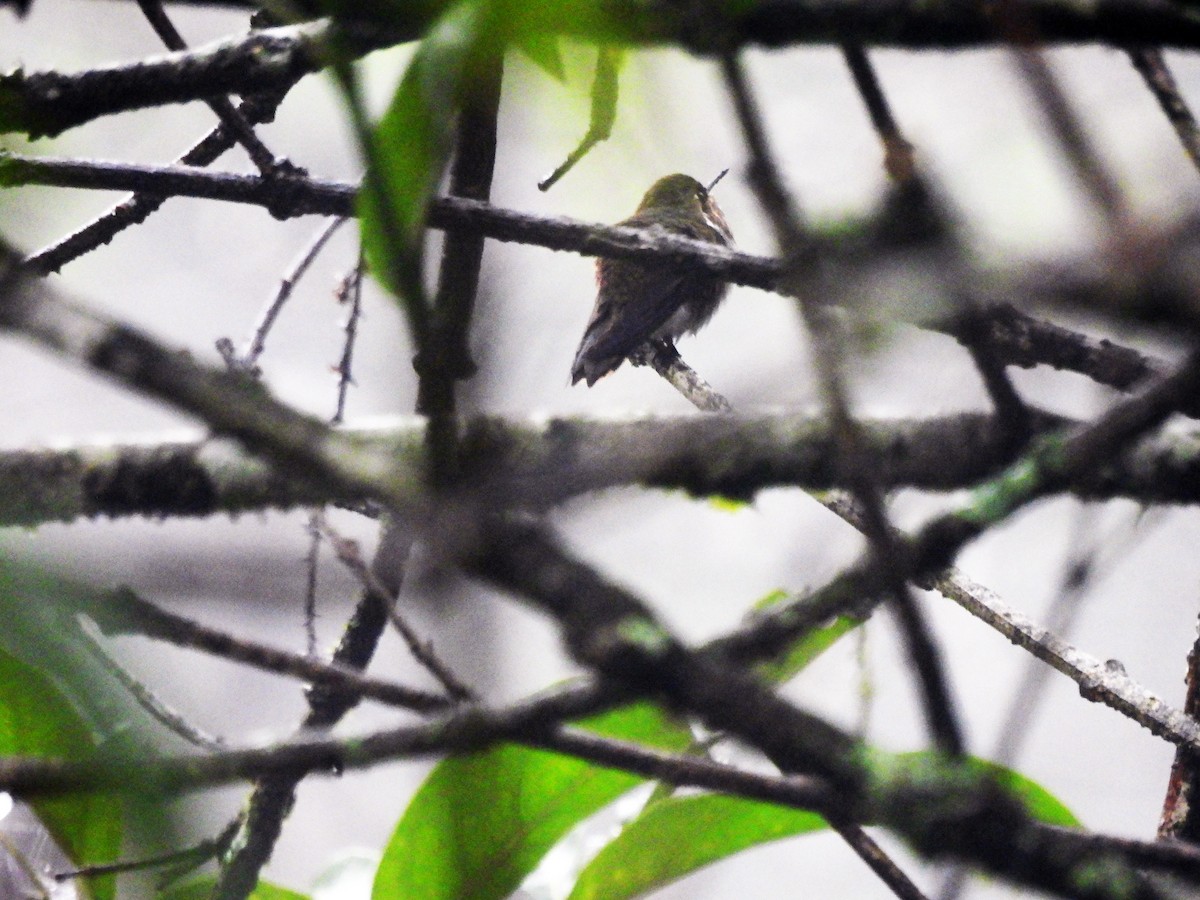 Scintillant Hummingbird - ML619452126