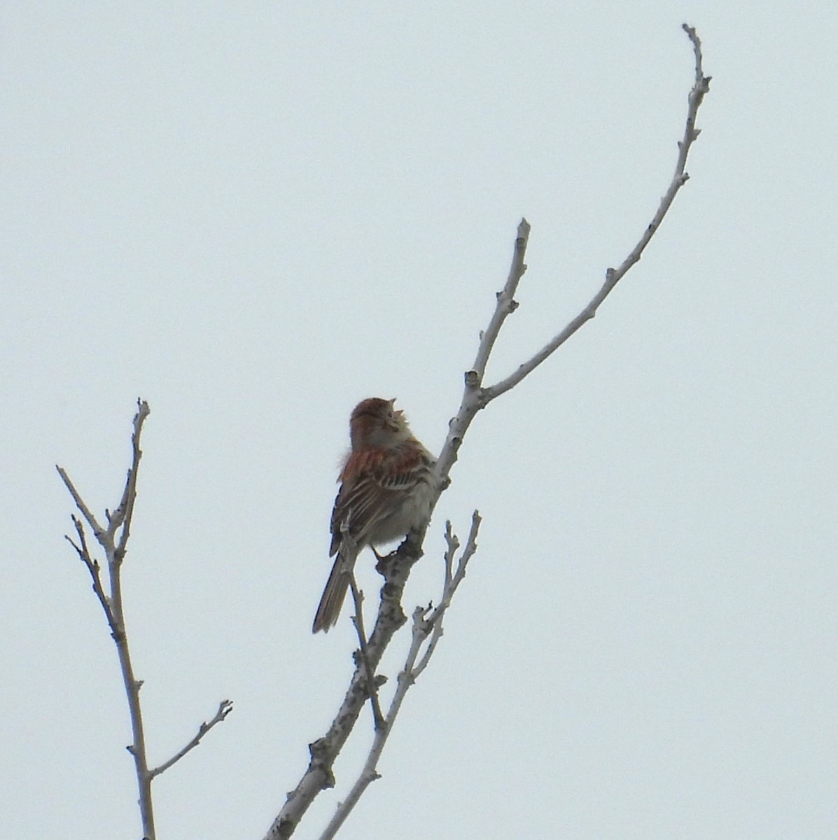 Field Sparrow - ML619452128