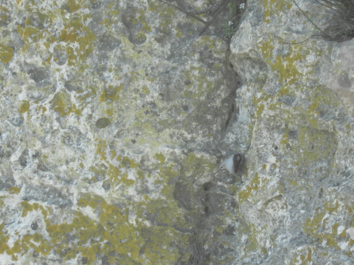 zedníček skalní - ML619452164