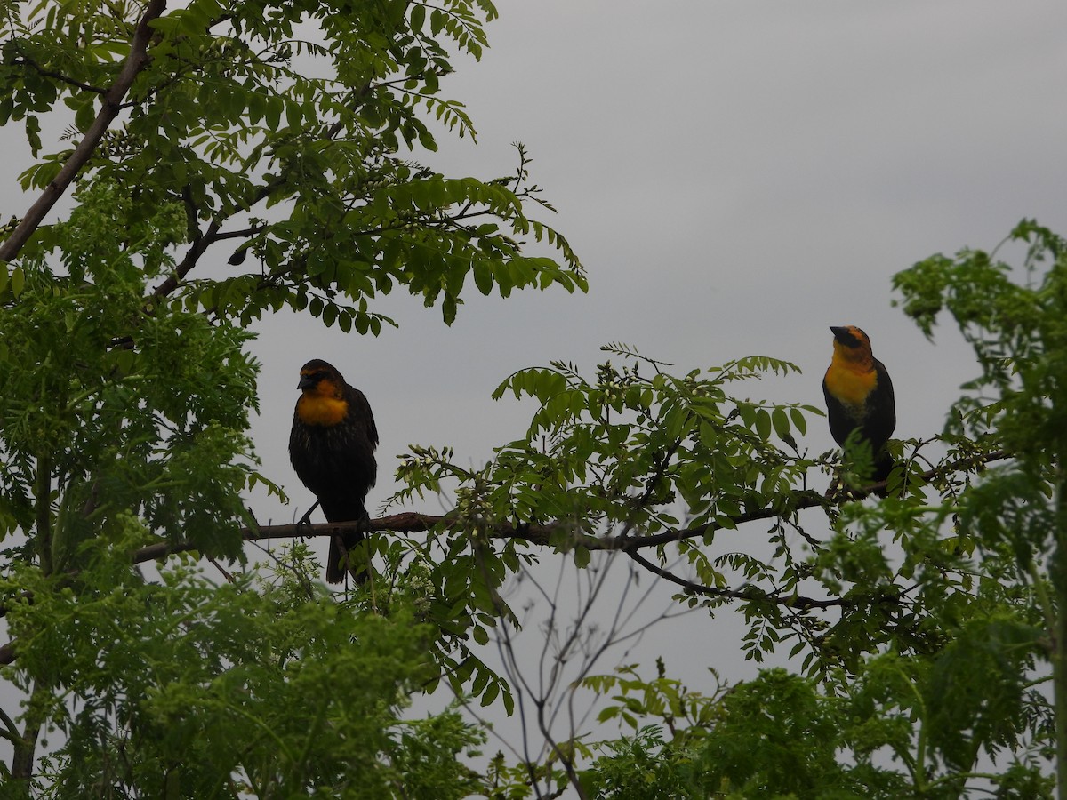 Yellow-headed Blackbird - ML619452192
