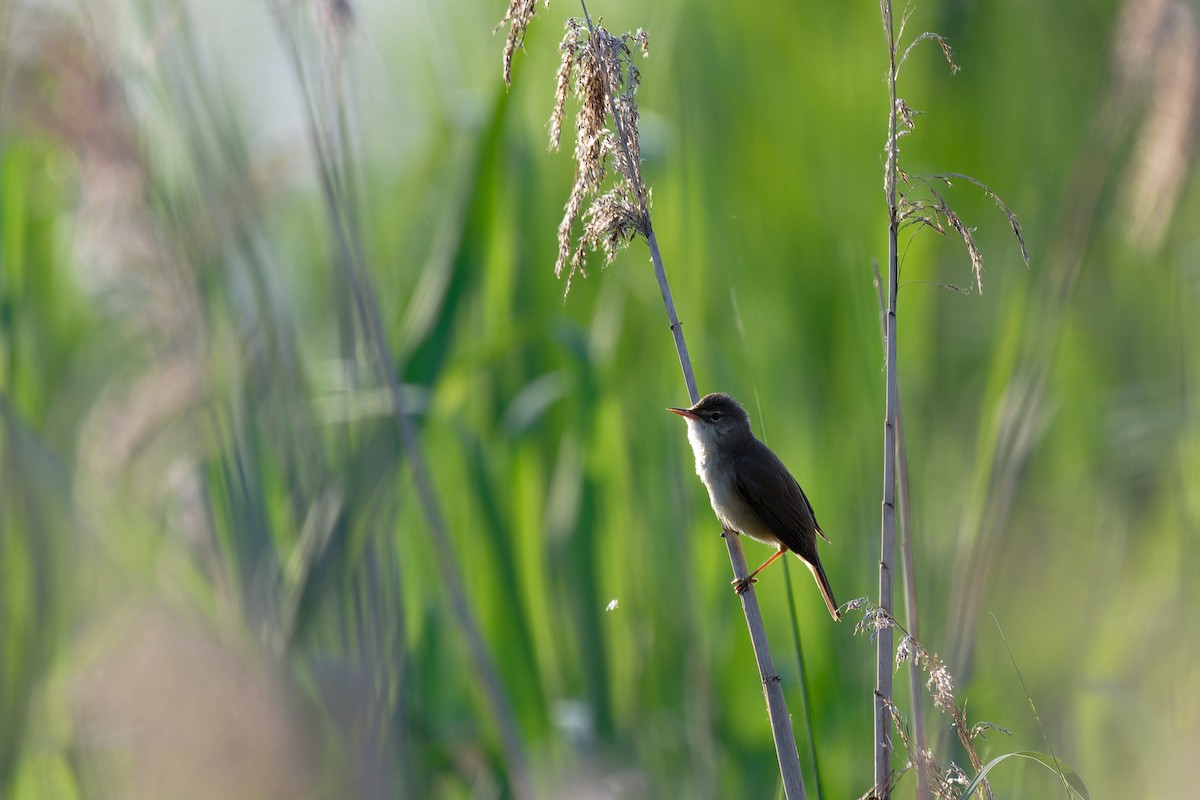 Common Reed Warbler - ML619452195