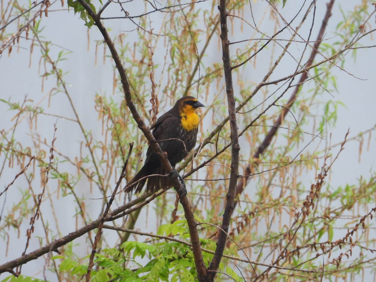 Yellow-headed Blackbird - ML619452196