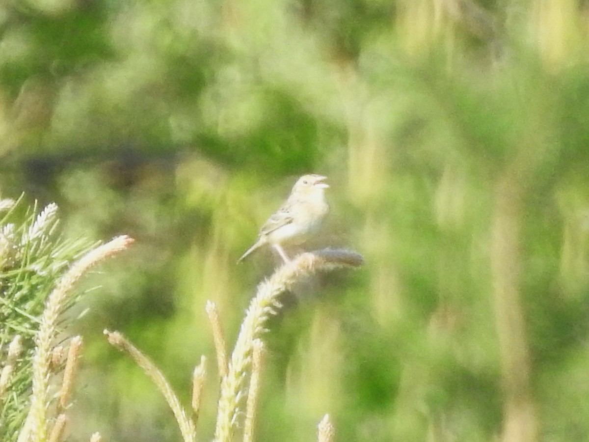 Grasshopper Sparrow - ML619452198