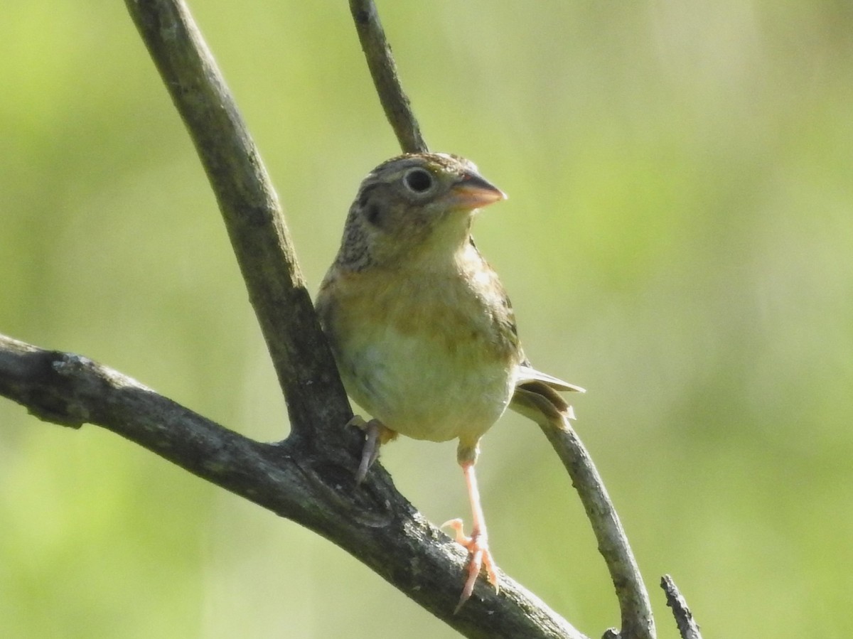 Grasshopper Sparrow - ML619452199
