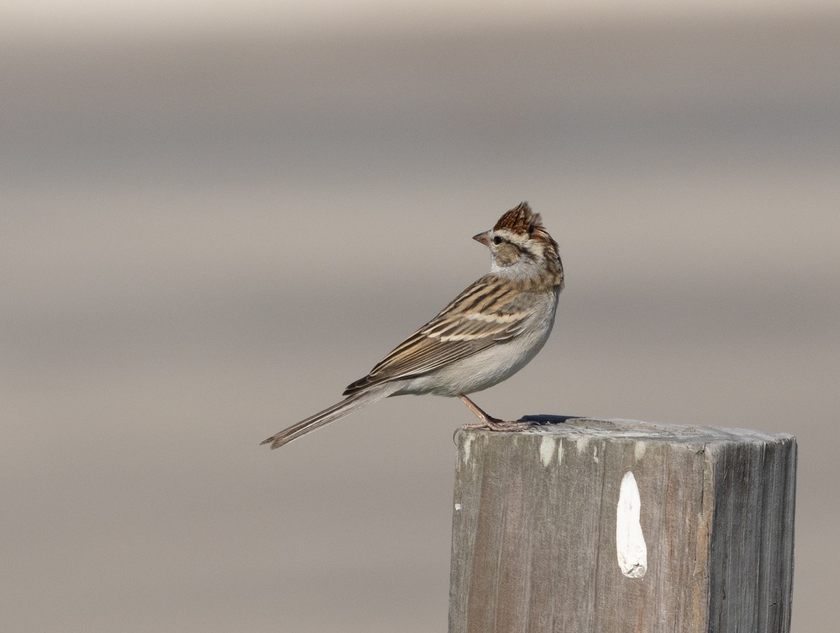 Chipping Sparrow - ML619452217