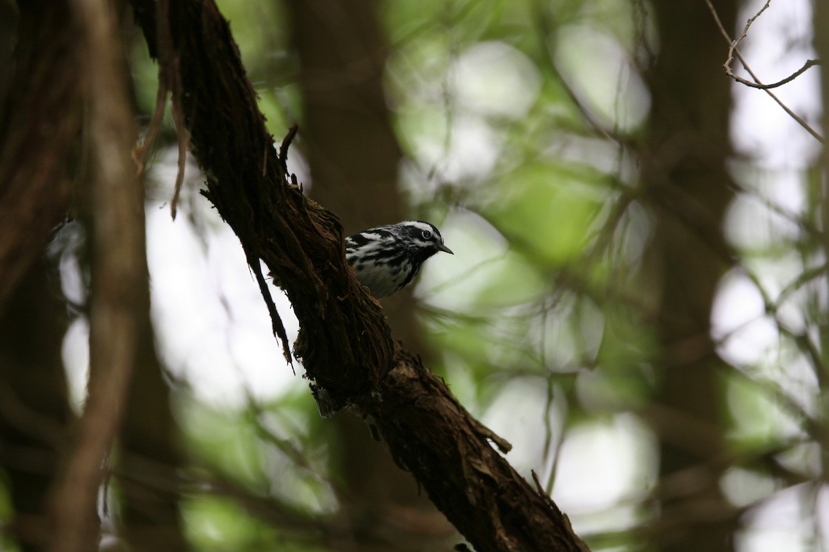 Black-and-white Warbler - ML619452237