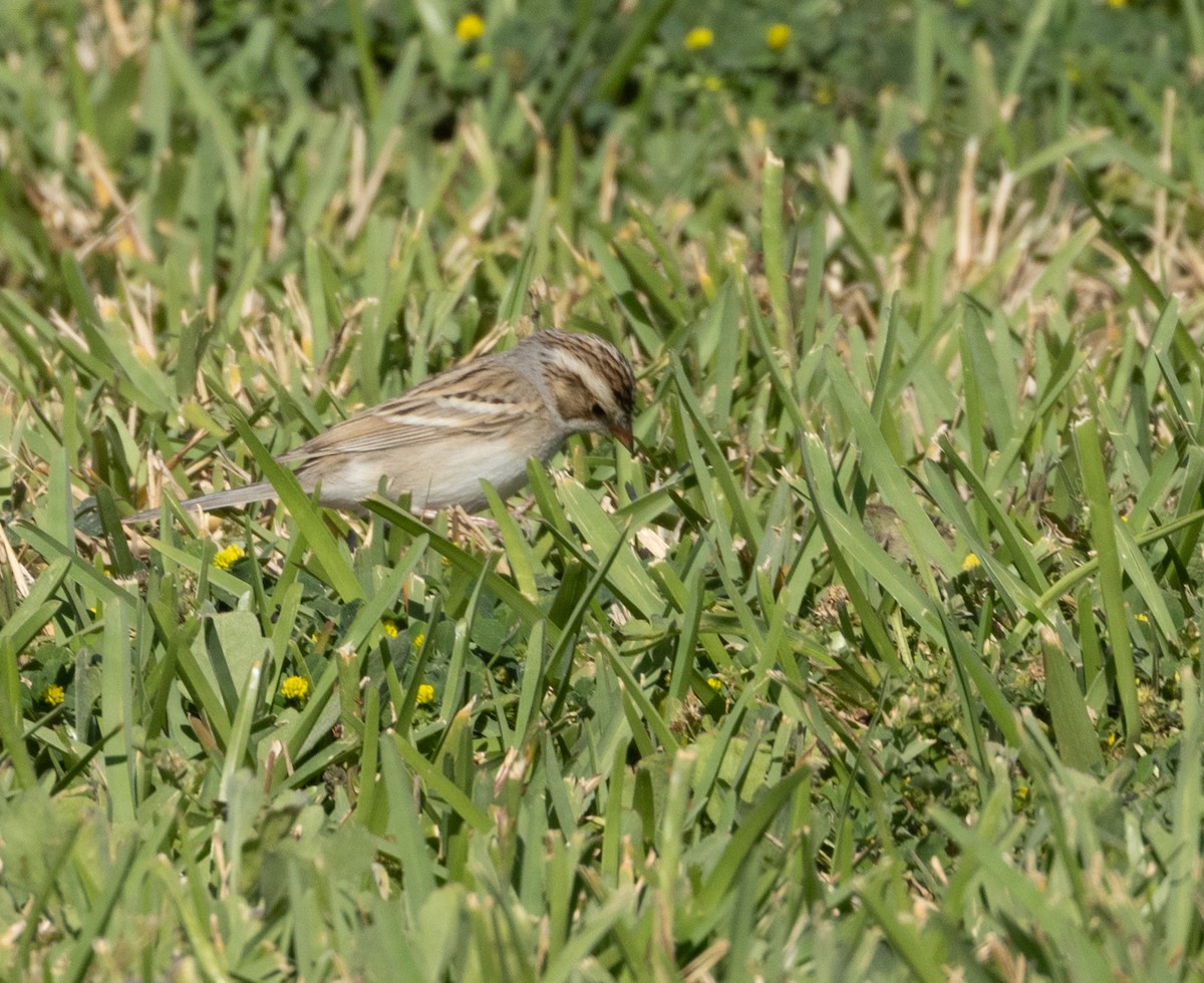 Clay-colored Sparrow - ML619452242