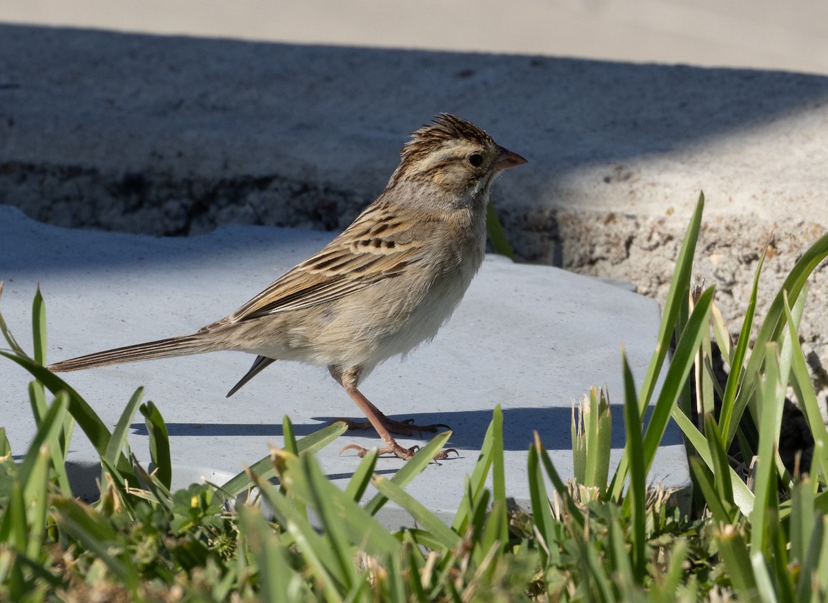 Clay-colored Sparrow - ML619452243