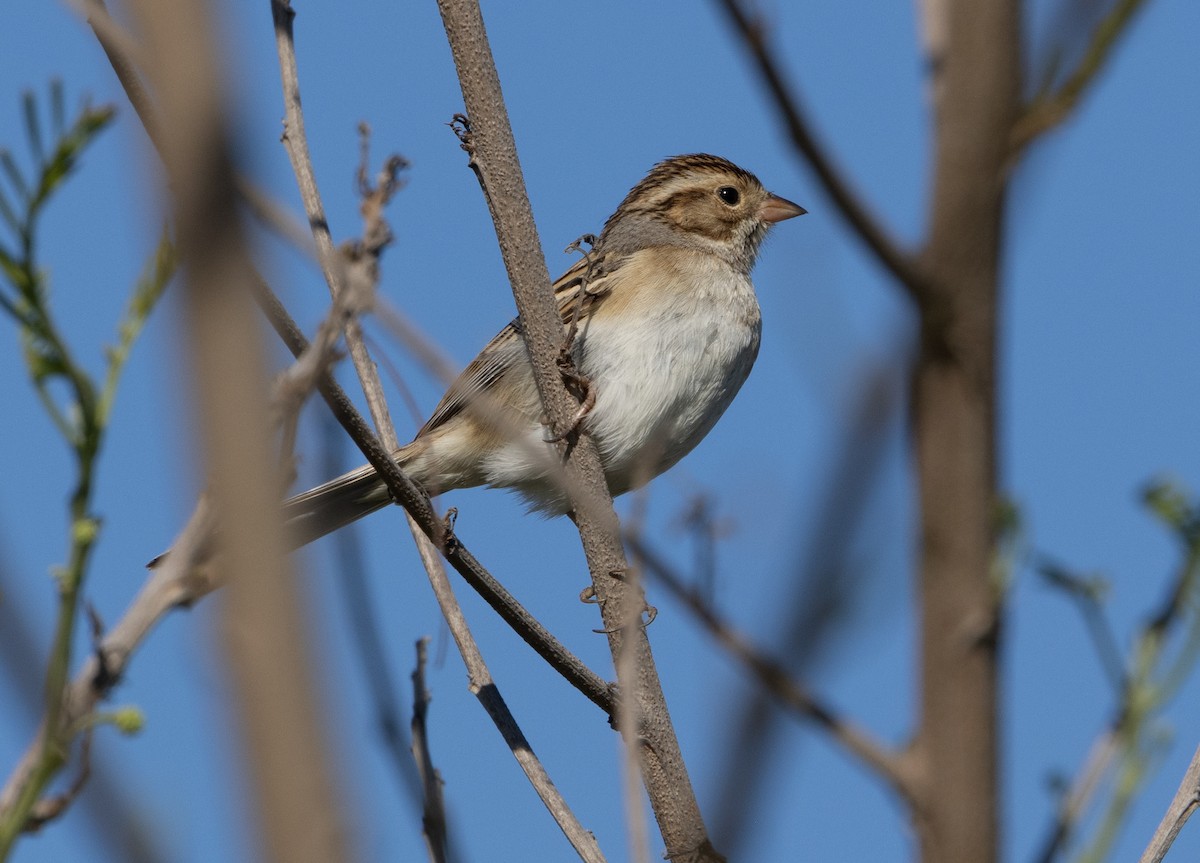 Clay-colored Sparrow - ML619452244