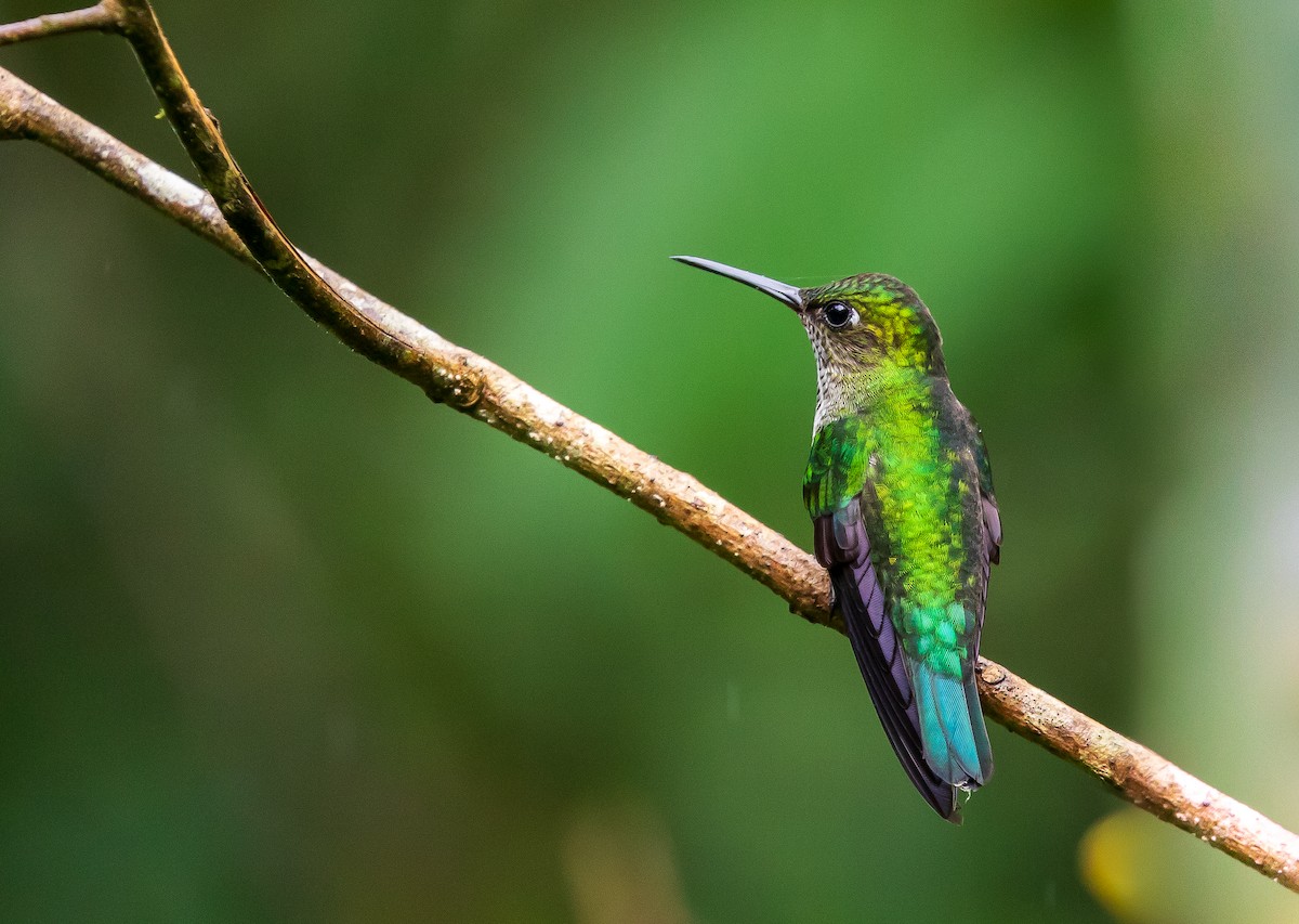 Many-spotted Hummingbird - ML619452246