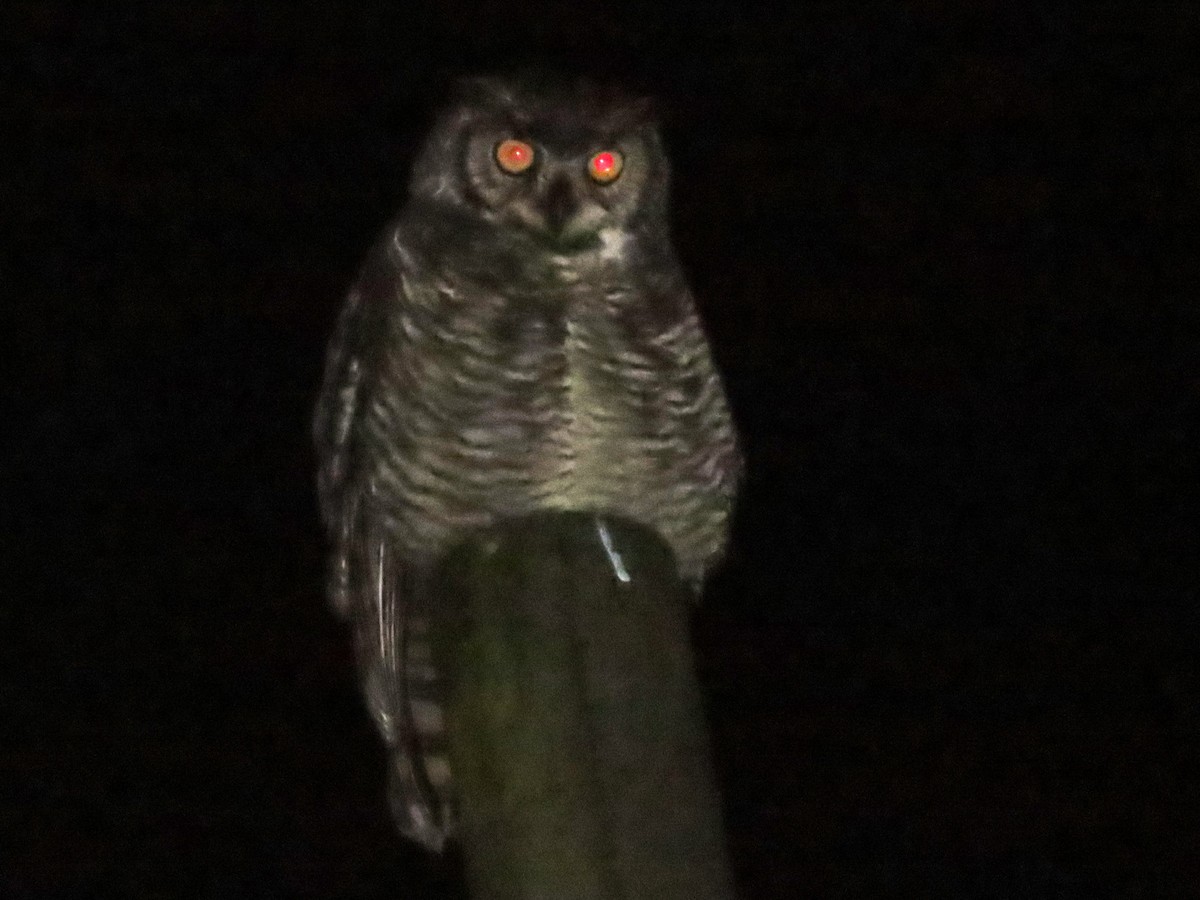 Great Horned Owl - ML619452265