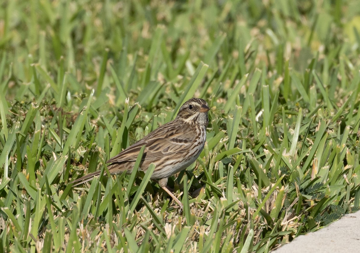 Savannah Sparrow - ML619452267