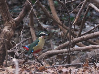  - Nicholas Fordyce - Birding Africa - ML619452275