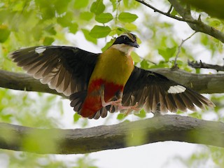 African Pitta - eBird