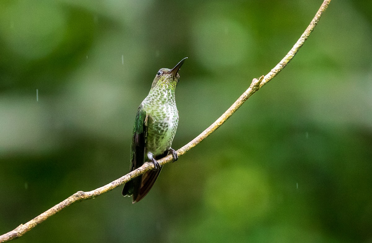Many-spotted Hummingbird - ML619452294