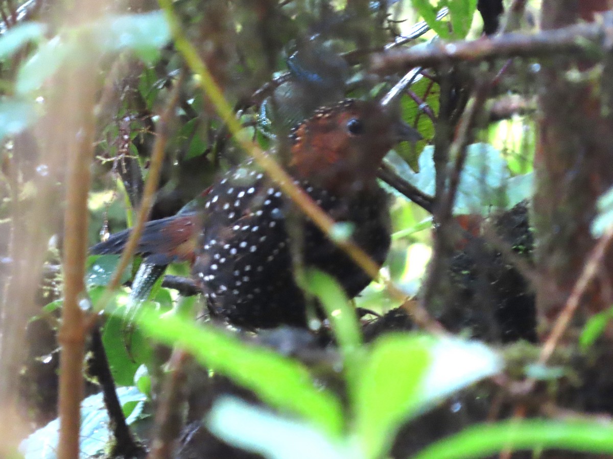 Ocellated Tapaculo - ML619452299