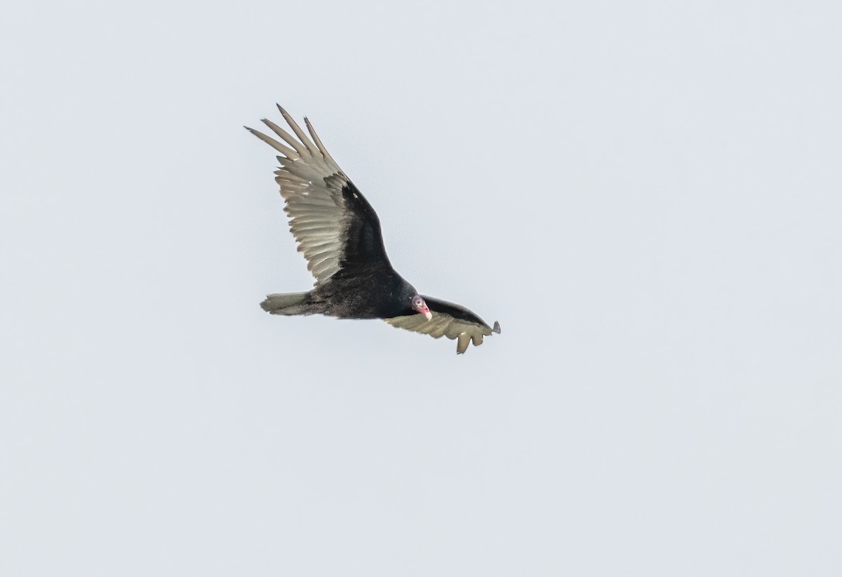 Turkey Vulture - ML619452301