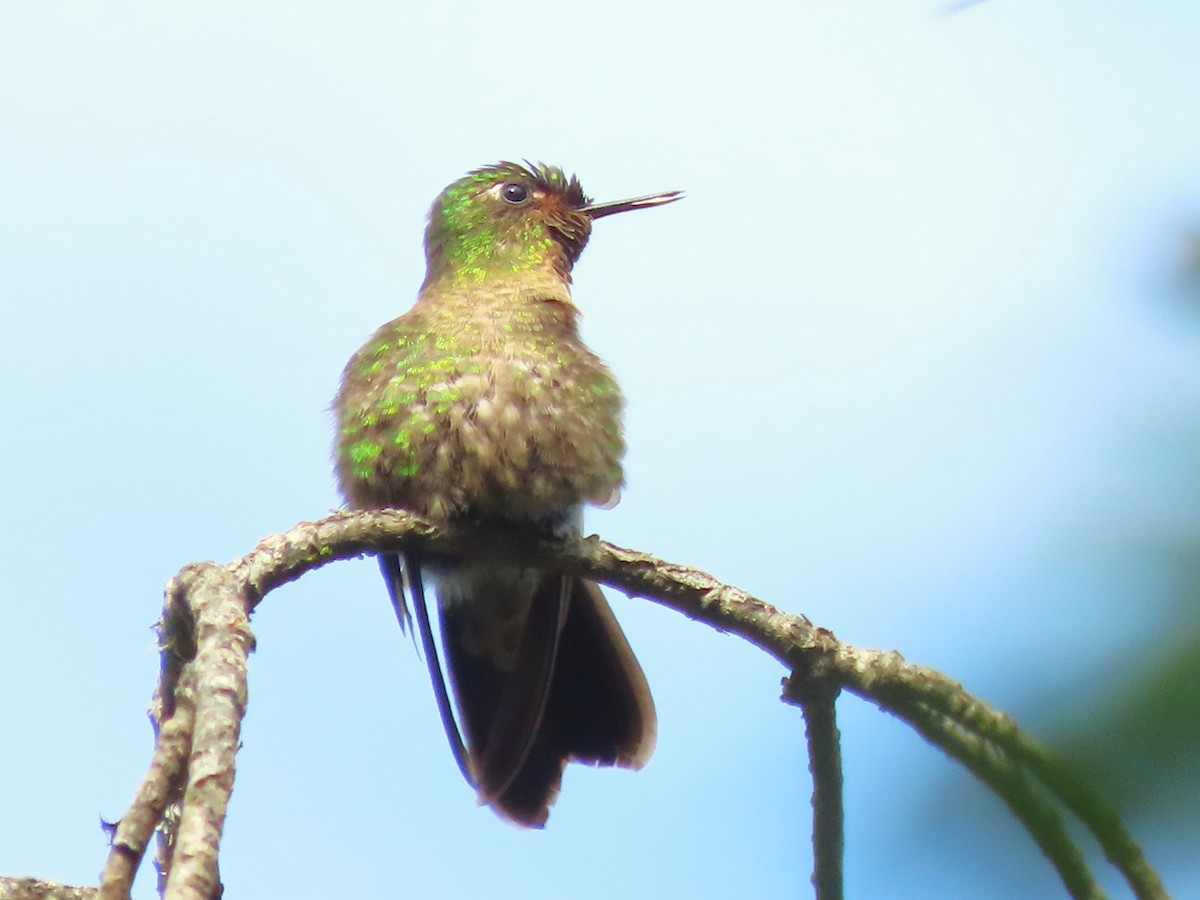 kolibřík dřišťálový - ML619452304