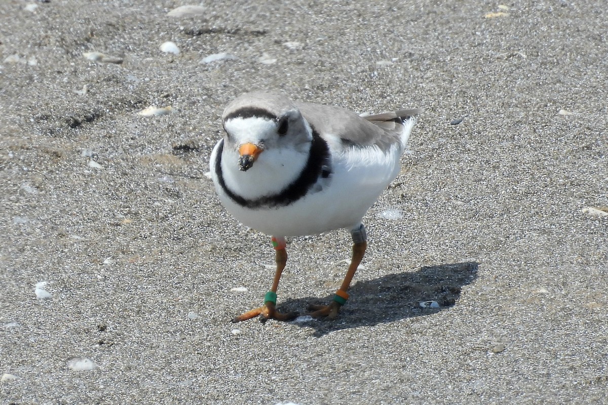 Piping Plover - ML619452310