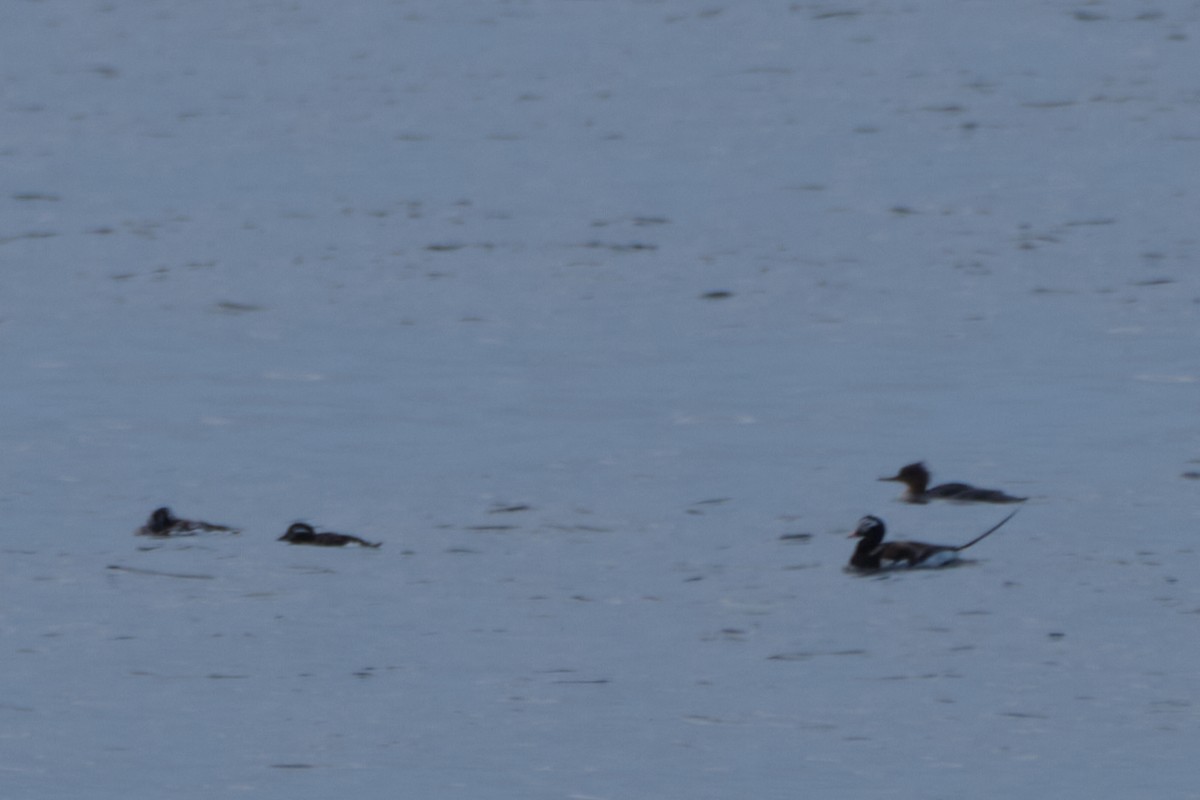 Long-tailed Duck - ML619452322