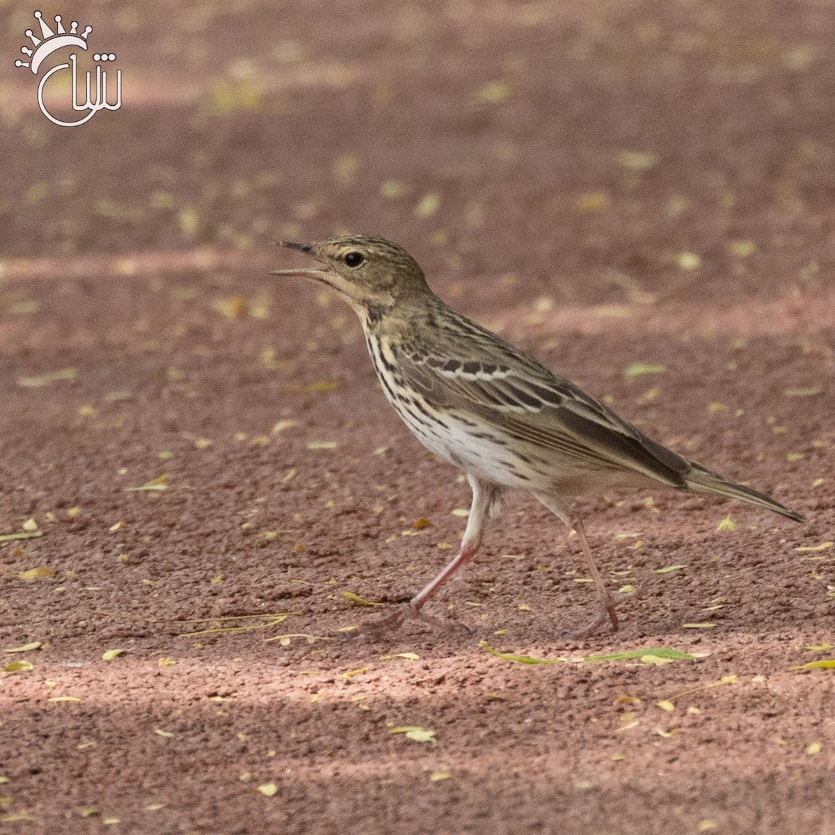 Meadow Pipit - ML619452329