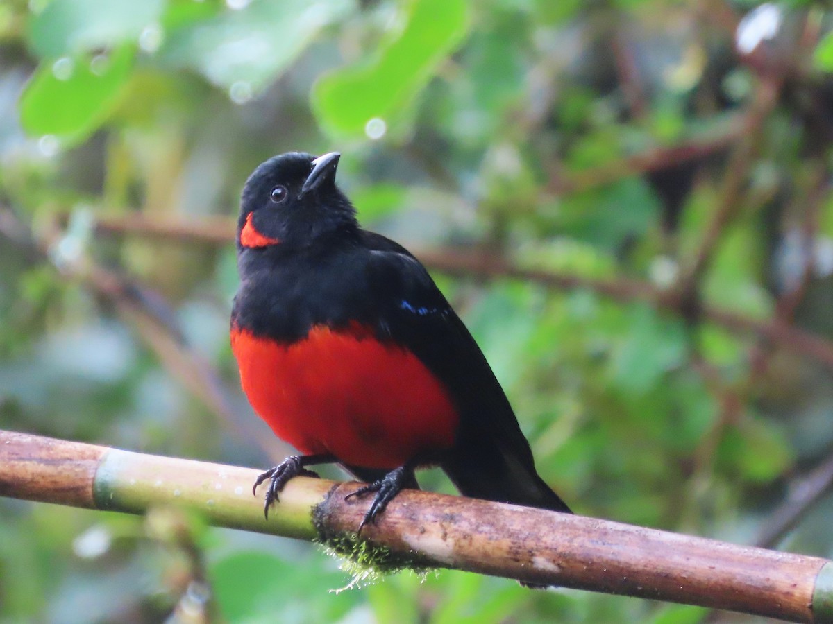 Scarlet-bellied Mountain Tanager - ML619452352