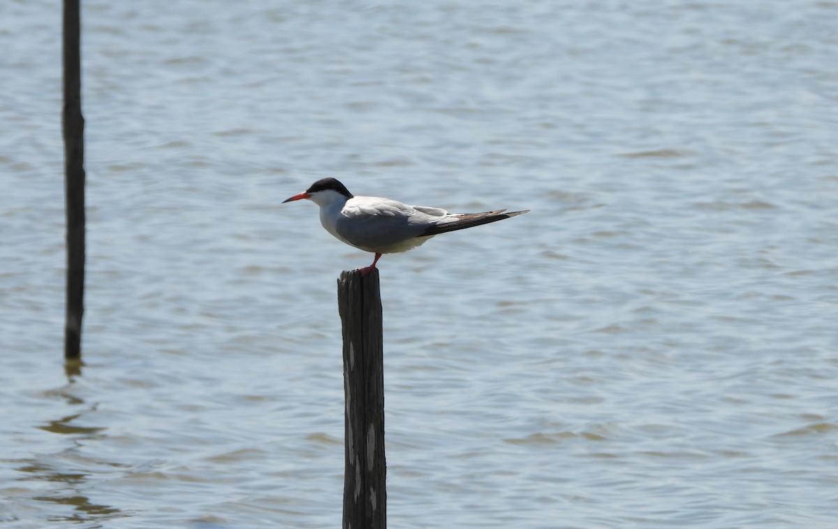 Common Tern - ML619452495