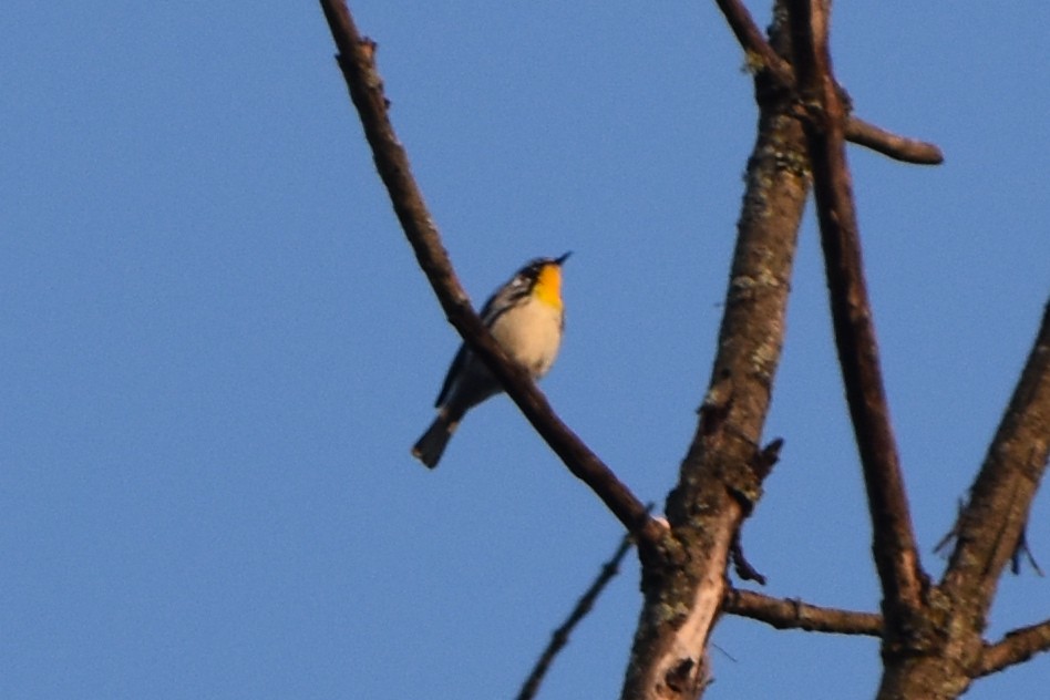 Yellow-throated Warbler - ML619452501