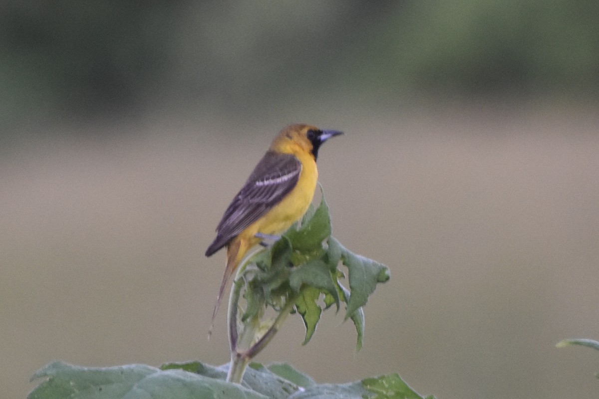 Orchard Oriole - ML619452514