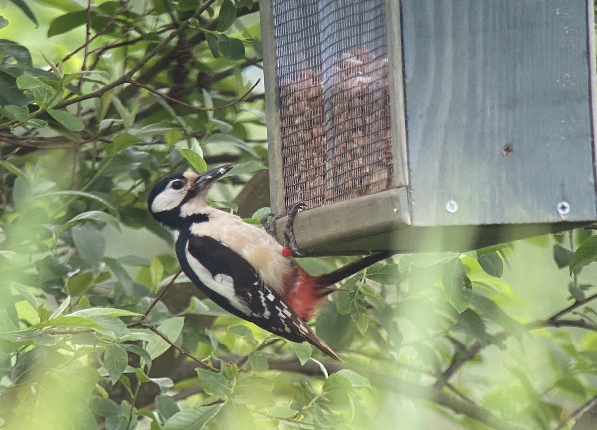 Great Spotted Woodpecker - ML619452577
