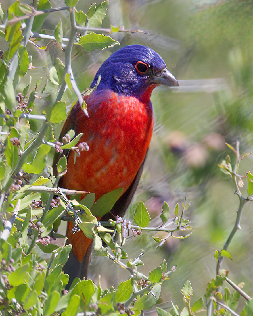Painted Bunting - ML619452608