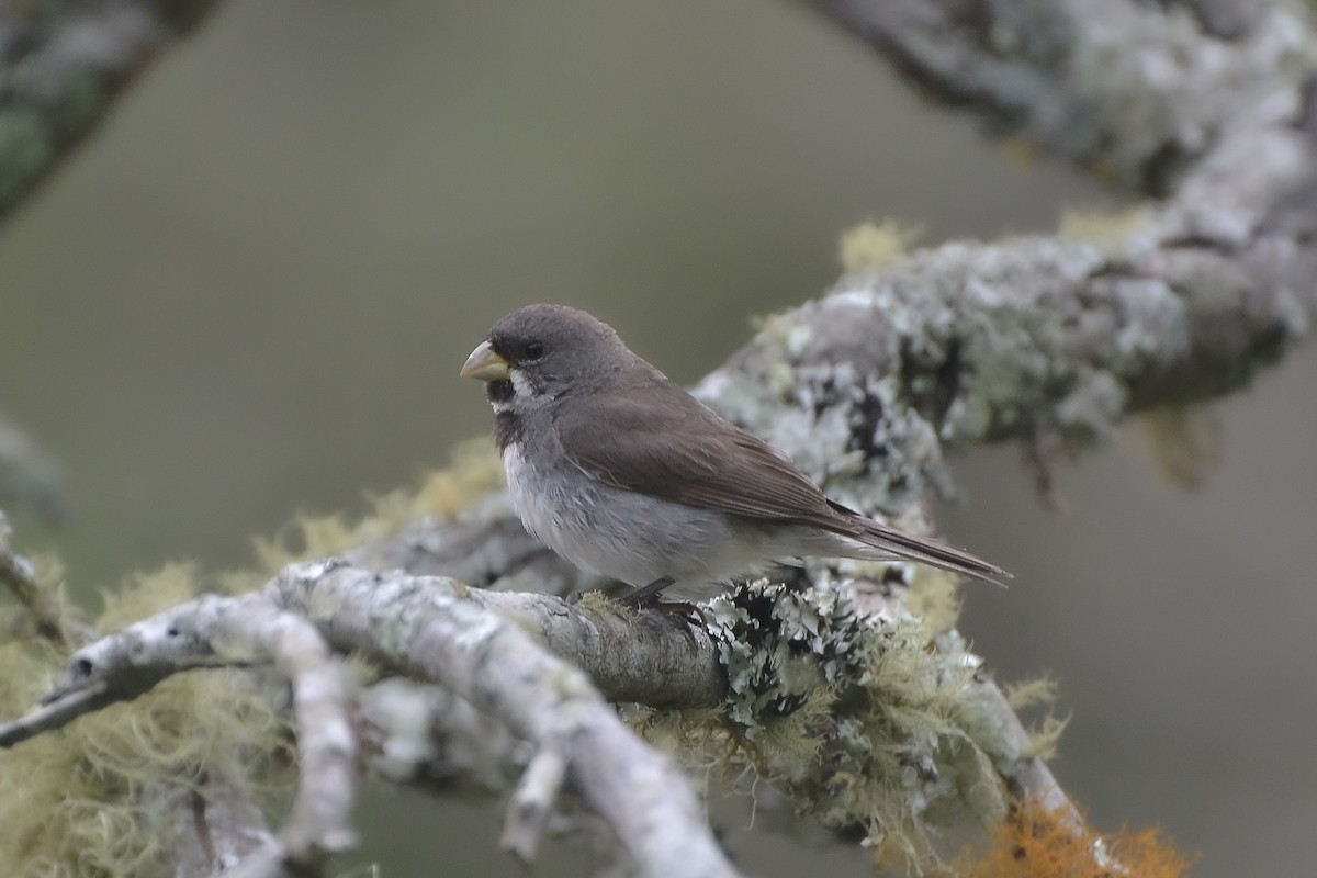 Double-collared Seedeater - ML619452637