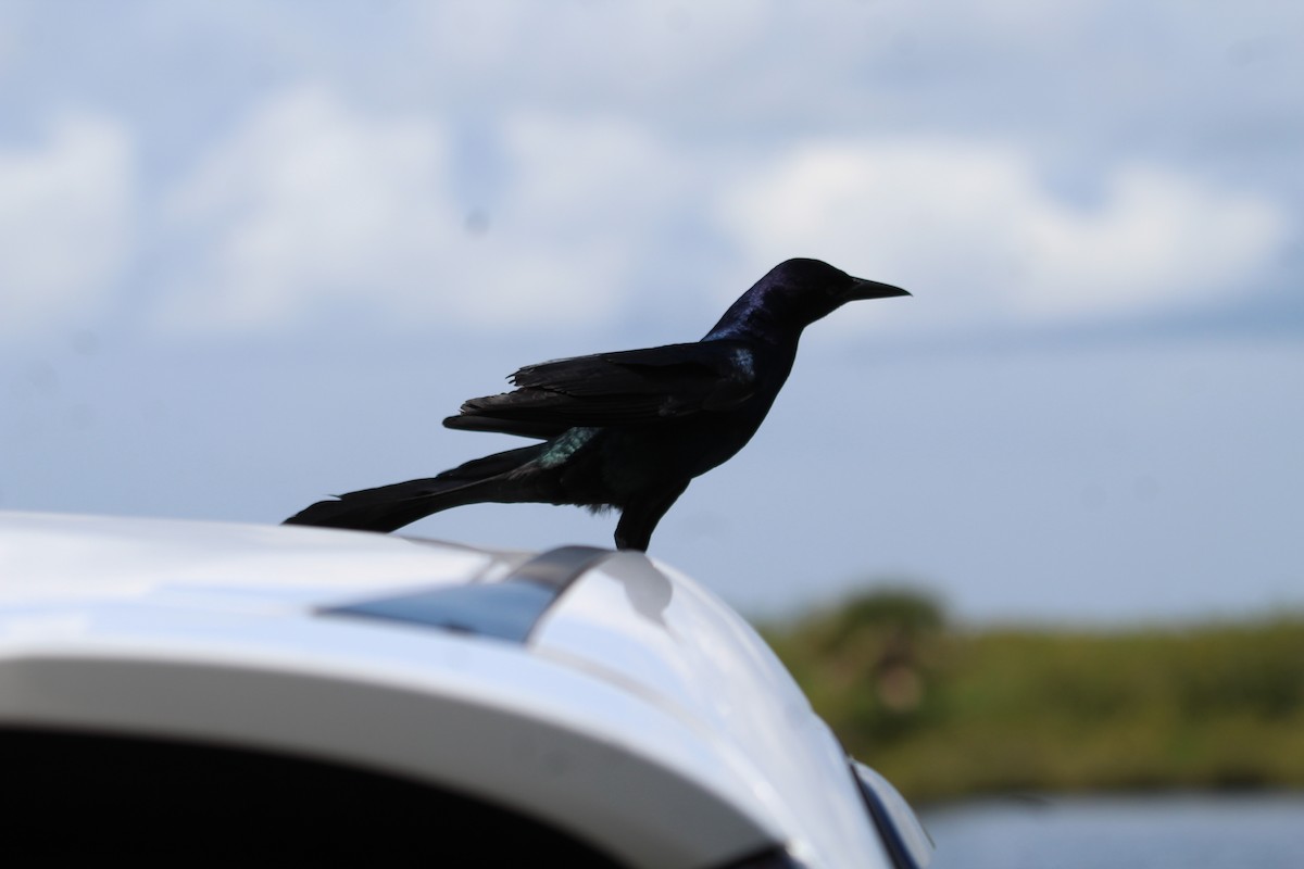 Boat-tailed Grackle - ML619452645