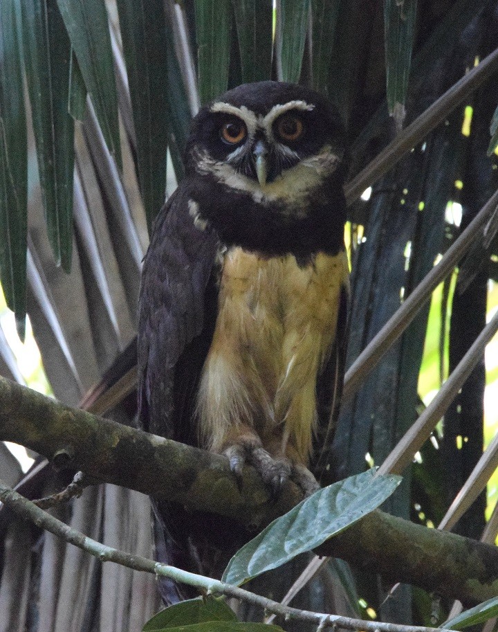 Spectacled Owl - ML619452662